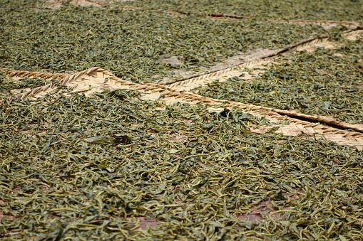 drying tea leaves in front of a hut in shan state, Kyaukme, Myanmar
