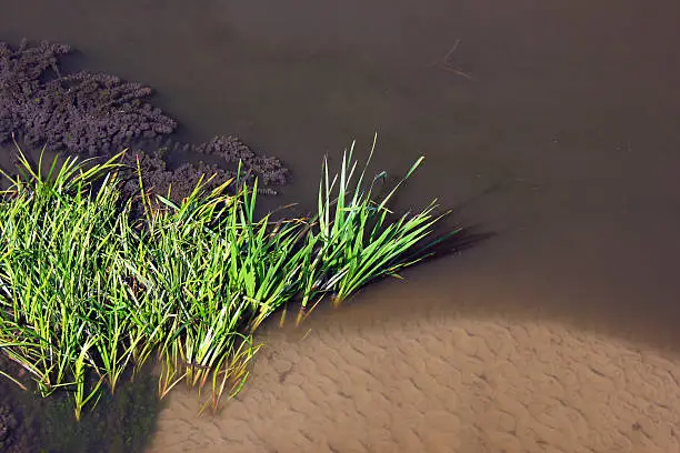 Ceratophyllum and other water plants in shallow river