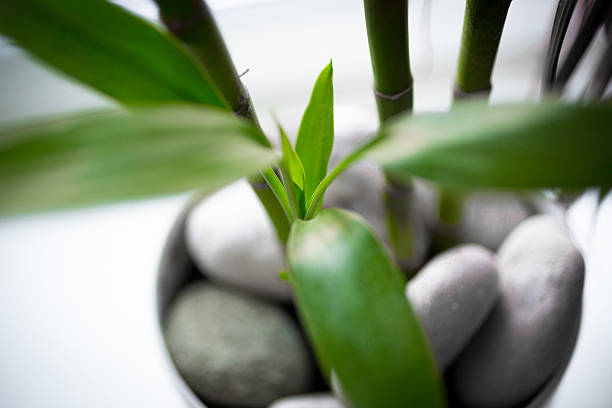 istock green bamboo growing in pot with white stones 618624798