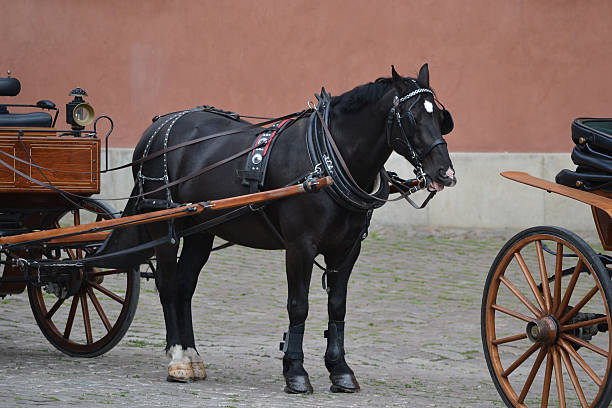 istock Horse with carriage 618625000