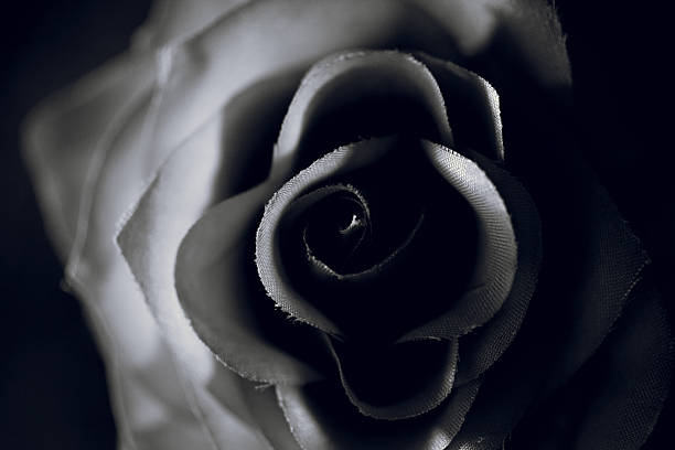 istock black and white photo of artificial rose over black background 618625510