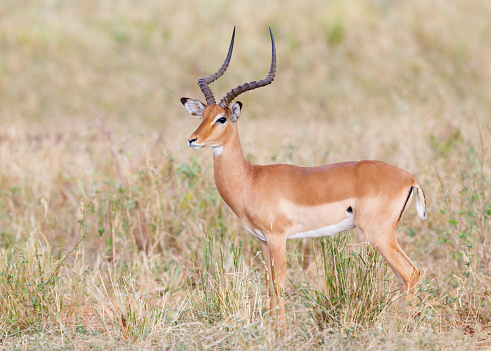 A springbok antelope (Antidorcas marsupialis) in natural habitat, Mokala National Park, South Africa