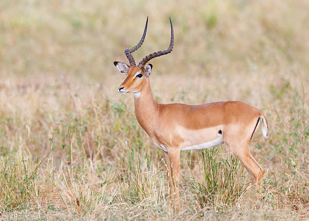 impala no parque nacional tarangire, tanzânia áfrica - impala - fotografias e filmes do acervo