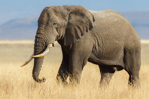 An african elephant in the forest with blu sky and cloud  Serengeti National Park – Tanzania