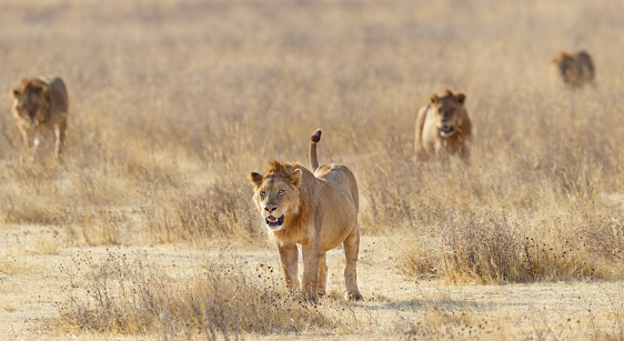 The female fat lion is rest after eat