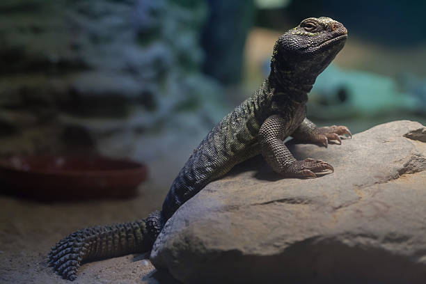 istock North African mastigure (Uromastyx acanthinura) 618627482
