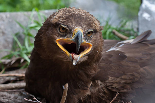Steppe eagle (Aquila nipalensis). Steppe eagle (Aquila nipalensis). Wildlife animal. steppe eagle aquila nipalensis detail of eagles head stock pictures, royalty-free photos & images