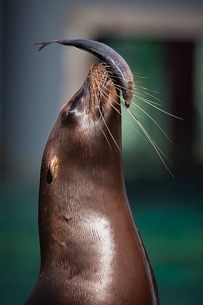 istock Northern fur seal with fish 618627928