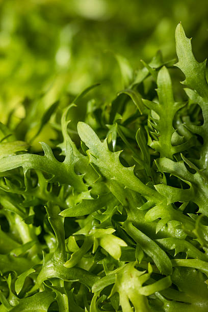 istock Raw Green Organic Frisee Lettuce 618628138