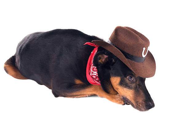 istock Dog in  cowboy hat . Isolated on white backgro 618628144