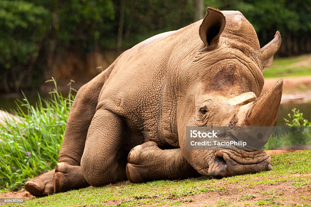 Rhinocéros blanc  - Photo de Rhinocéros blanc du Nord libre de droits