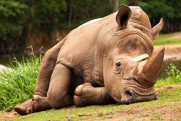 White Rhinoceros stock photo