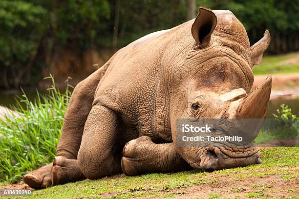 White Rhinoceros Stock Photo - Download Image Now - Northern White Rhinoceros, Animal, Rhinoceros