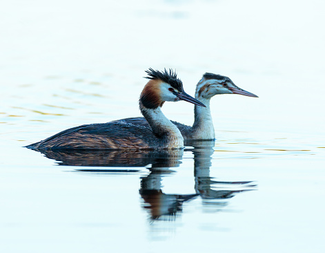 Great crested grebe (Podiceps cristatus) adult and juvenile