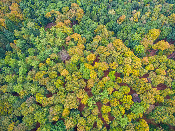 istock Aerial forest and fields view in Netherlands at autumn season 618631332