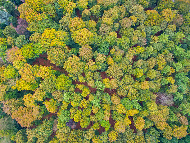 istock Aerial forest and fields view in Netherlands at autumn season 618631560