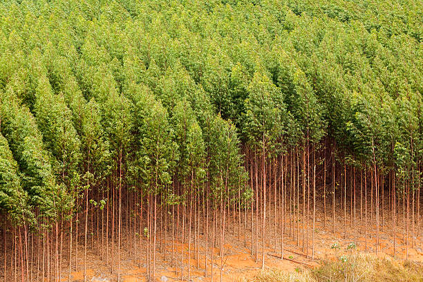 Eucalyptus plantation in Brazil stock photo