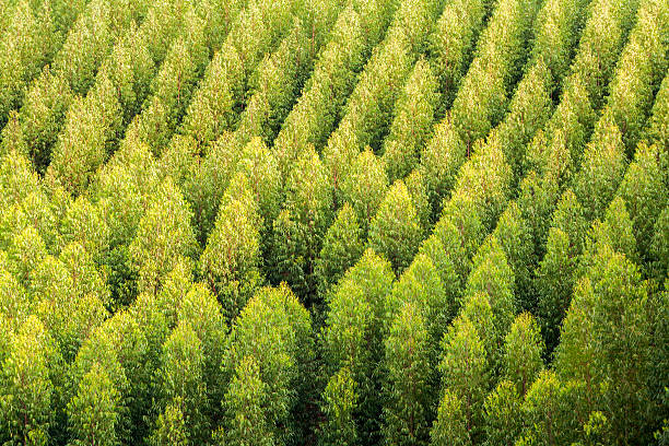 Eucalyptus treetops plantation in Brazil