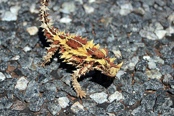 australische moloch-horridus-eidechse - thorny devil lizard stock-fotos und bilder