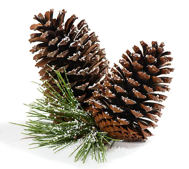 Pine branch in the snow with cones isolated on a white background.  Christmas decoration.