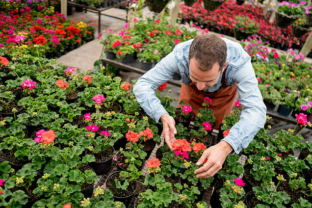 istock Man growing plants at a greenhouse 618634778