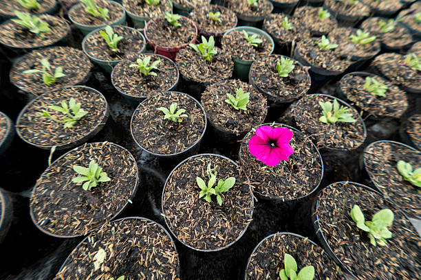 Close-up on beautiful plants growing at a garden center for sale