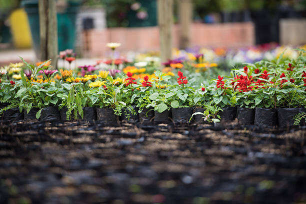 Plants for sale at a greenhouse - agricultural concepts
