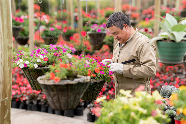 istock Man working at a greenhouse 618634990