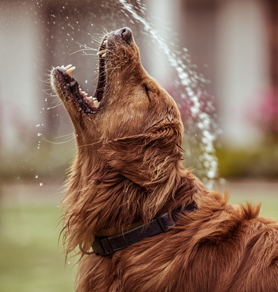 Portrait of a very happy dog playing with water outdoors - animal concepts