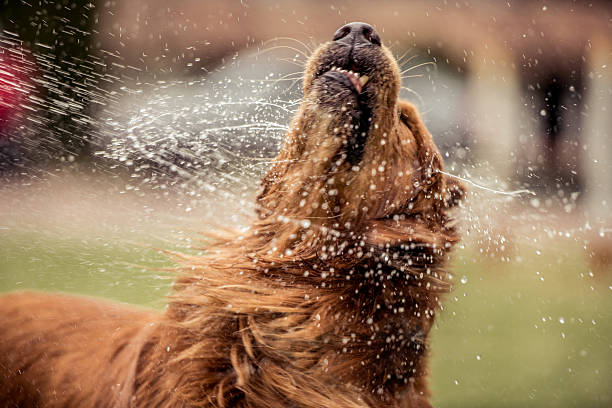 istock Golden Retriever playing in the water 618635374