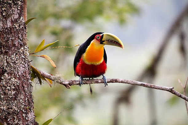 istock green-billed toucan - red-breasted toucan 618635472