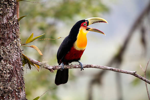 istock green-billed toucan  with open beak - red-breasted toucan 618635504