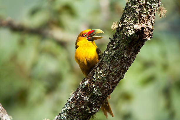 istock Saffron toucanet with open beak - toucans 618635836