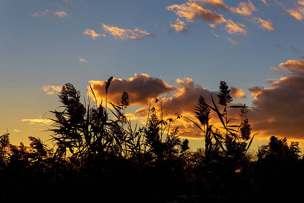 de vastes nuages mouchetés orange forment un bol dans le ciel du coucher du soleil d’automne - cumuliform photos et images de collection