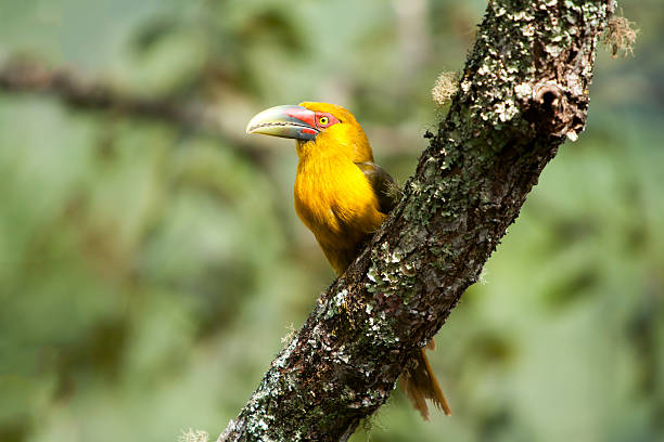 istock Saffron toucanet - toucans 618635858