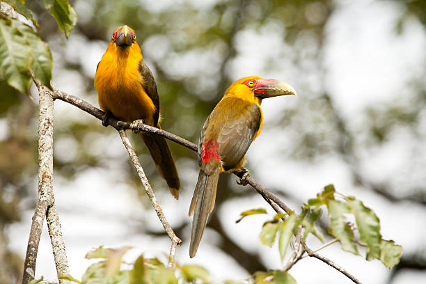 istock Two Saffron toucanets in a branch tree - toucans 618635968