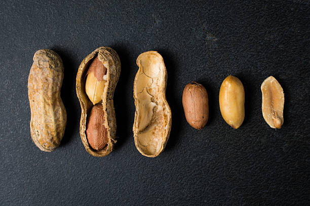 processus de manger des arachides dans une rangée sur une surface noire - pea pod photos et images de collection