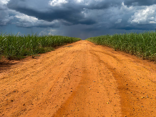 istock Rural road between sugan cane plantation 618636114