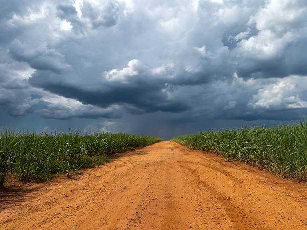 istock Rural road between sugan cane plantation 618636140