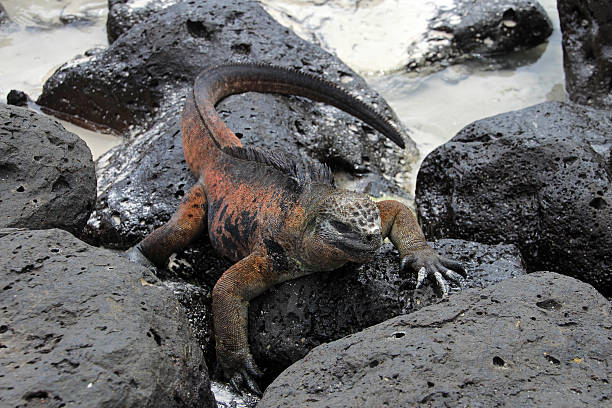 istock Galapagos Marine Iguana resting on lava rocks 618636568