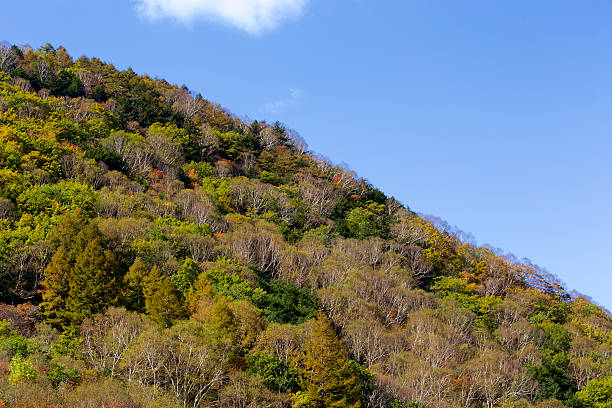 Landscape of autumn in Japan The autumnal tints of the Japanese high plain are very beautiful. dispelled stock pictures, royalty-free photos & images