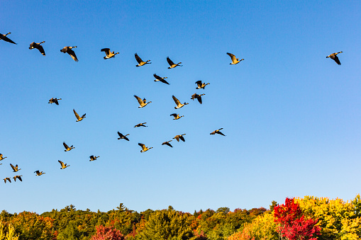 Canada geese flying in v-shape formation over colored trees