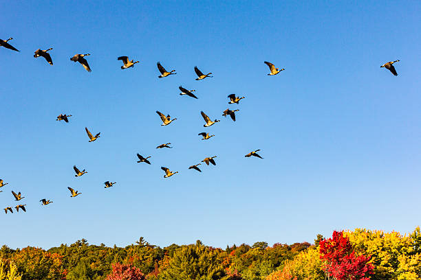 Canada geese taking off in a fall landscape Canada geese flying in v-shape formation over colored trees goose bird photos stock pictures, royalty-free photos & images