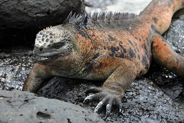istock Galapagos Marine Iguana resting on lava rocks 618637312