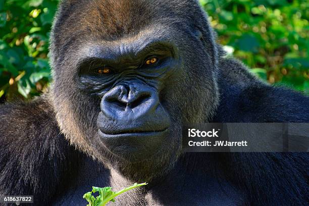 Male Silverback Western Lowland Gorilla Stock Photo - Download Image Now - Gorilla, Animal Head, Rwanda