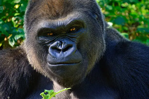 Male Silverback Western Lowland Gorilla Smiles as he eats his breakfast.