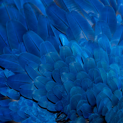 Colorful of Hyacinth Macaw bird's feathers, exotic nature background and texture ,macaw feathers