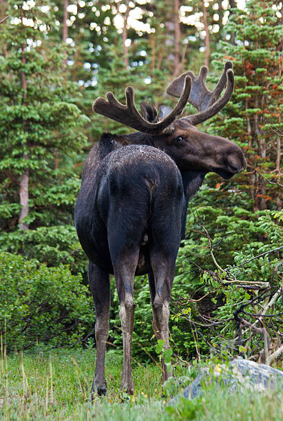 istock Bull Moose looking at you 618639118