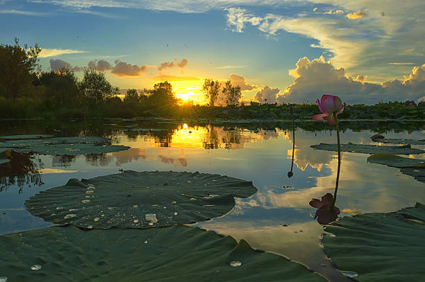 istock Sunset on the lotus pond 618639710