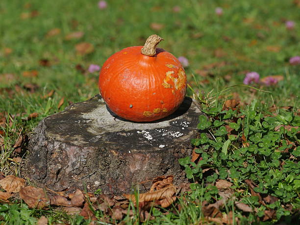 istock Vibrant orange pumpkin sitting on grass. 618639900